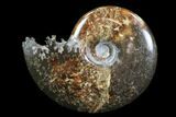 Polished, Agatized Ammonite (Cleoniceras) - Madagascar #83036-1